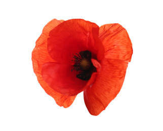 Photo of Beautiful red poppy flower isolated on white