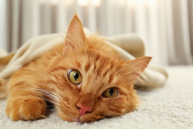 Photo of Adorable ginger cat under plaid at home. Cozy winter