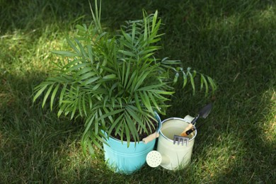Photo of Beautiful potted chamaedorea palm and gardening tools on green grass outdoors