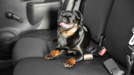 Photo of Cute Petit Brabancon dog inside modern car