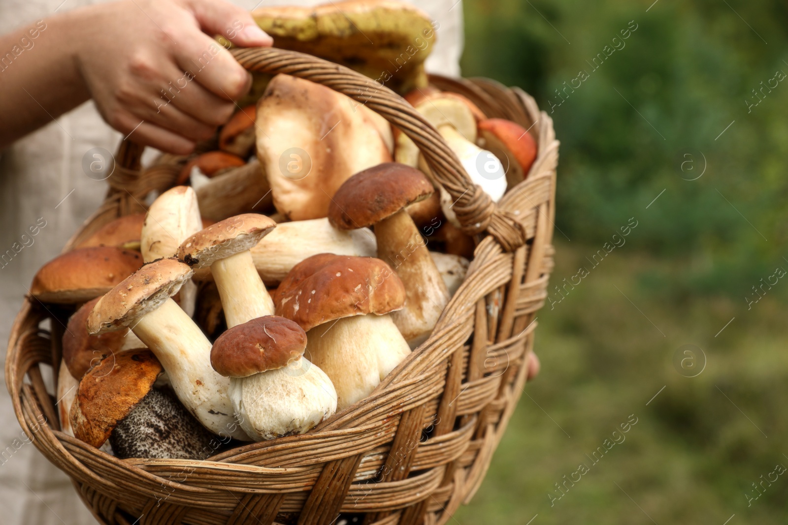 Photo of Man holding wicker basket with fresh wild mushrooms outdoors, space for text