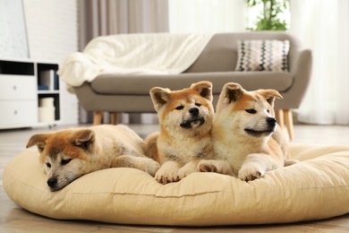 Photo of Cute akita inu puppies on pet pillow indoors