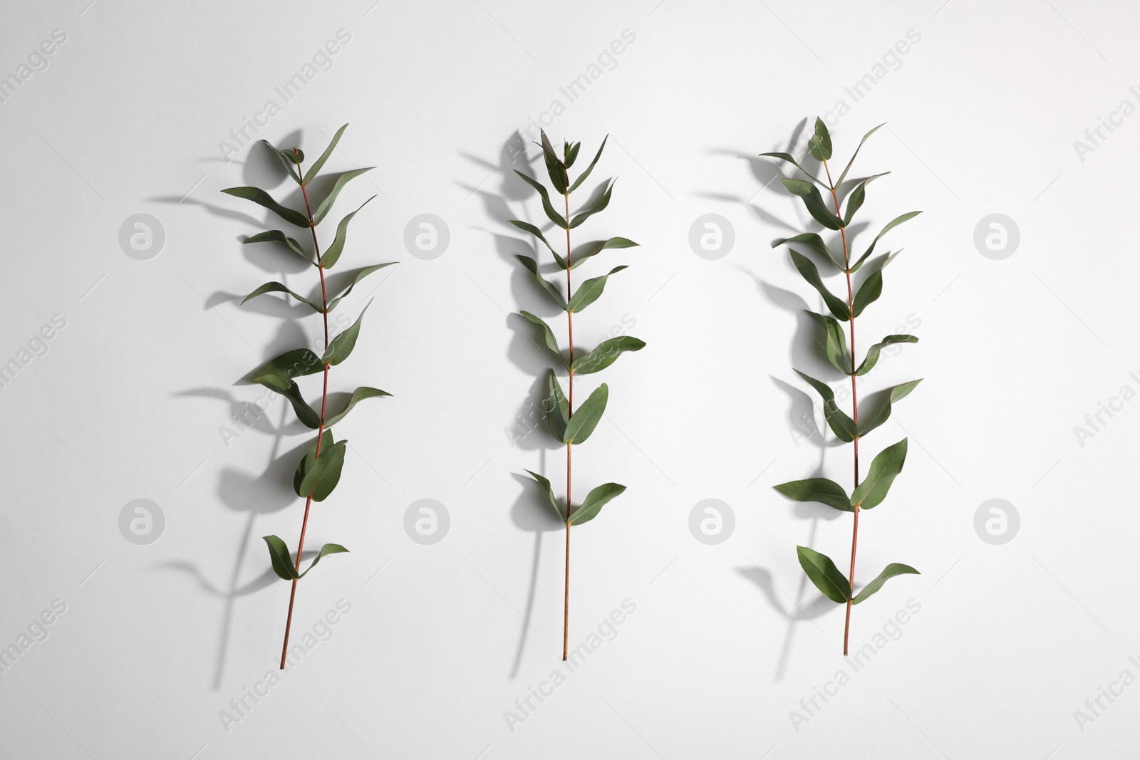 Photo of Eucalyptus branches with fresh green leaves on white background, top view