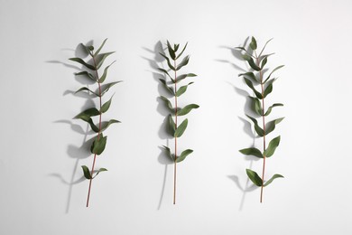 Eucalyptus branches with fresh green leaves on white background, top view