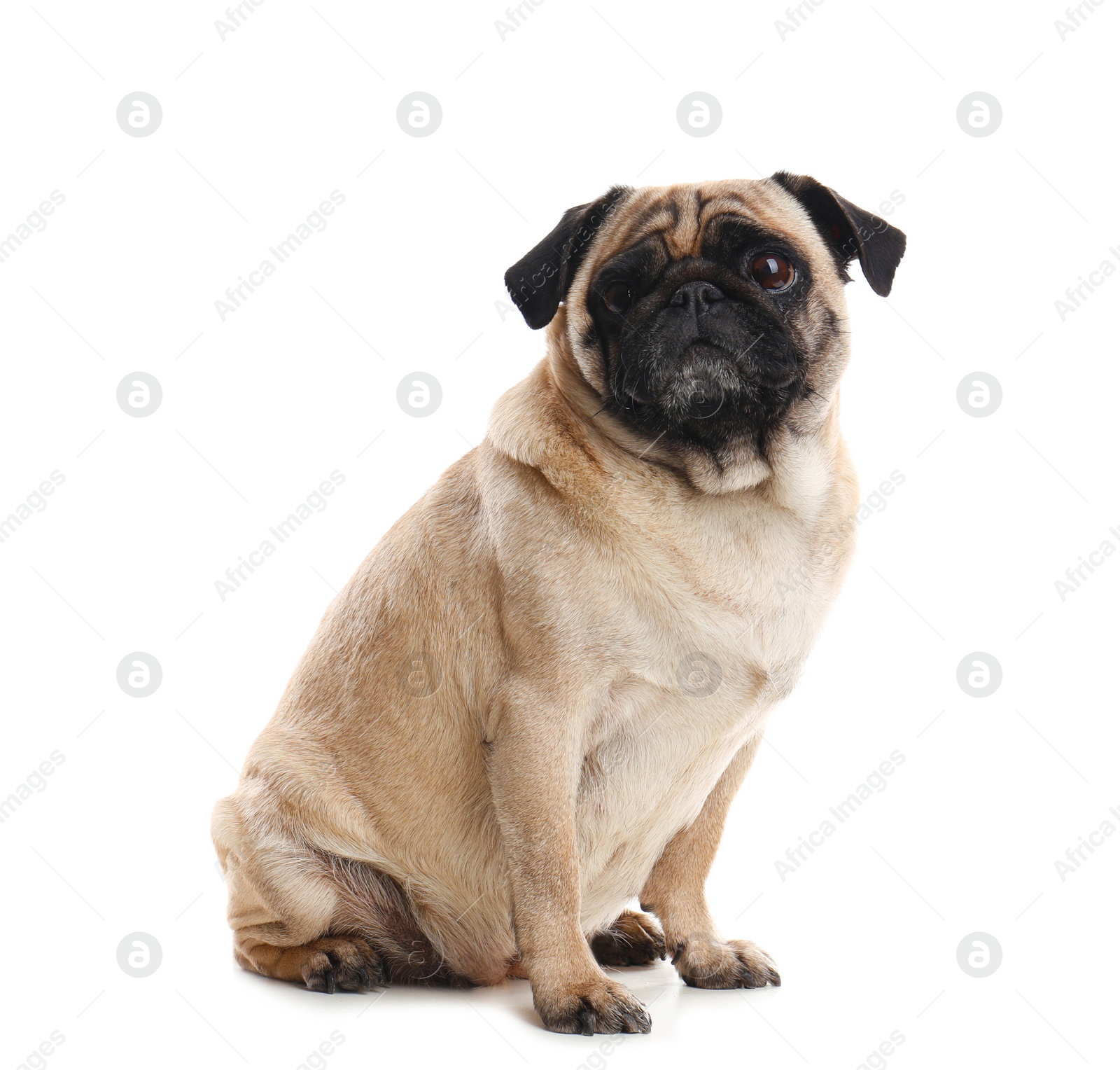 Photo of Happy cute pug dog isolated on white