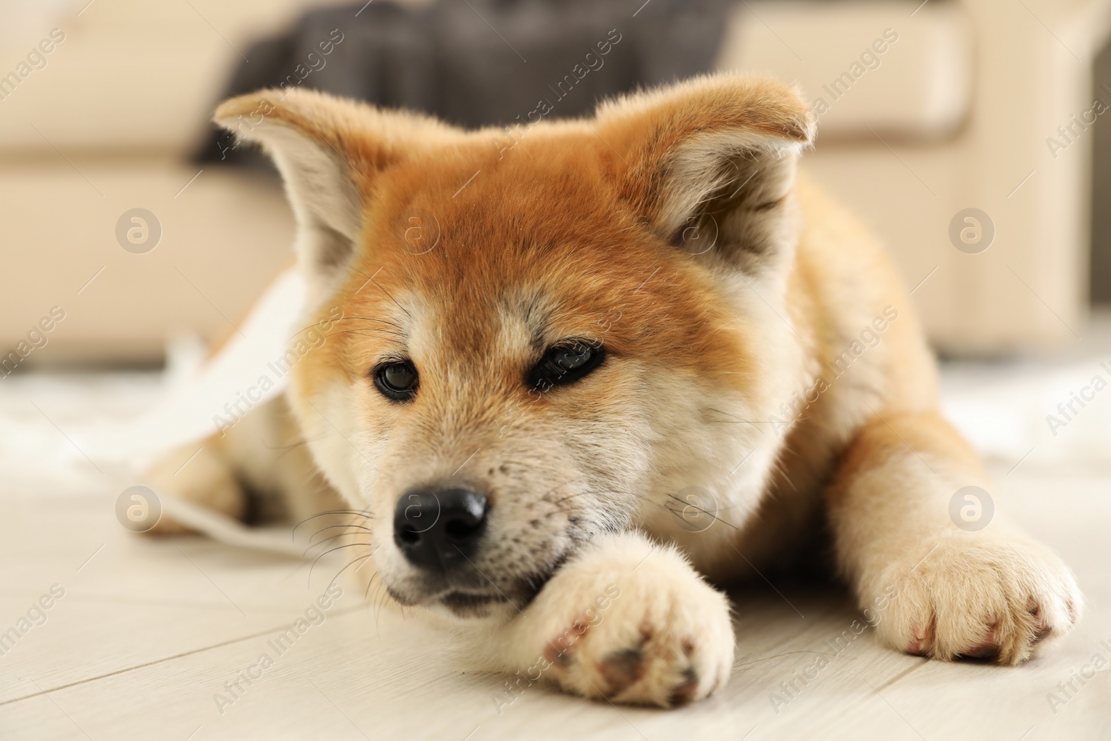 Photo of Cute akita inu puppy lying on floor indoors