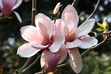 Closeup view of blossoming magnolia tree outdoors on spring day