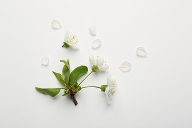 Beautiful spring tree blossoms and petals on white background, flat lay