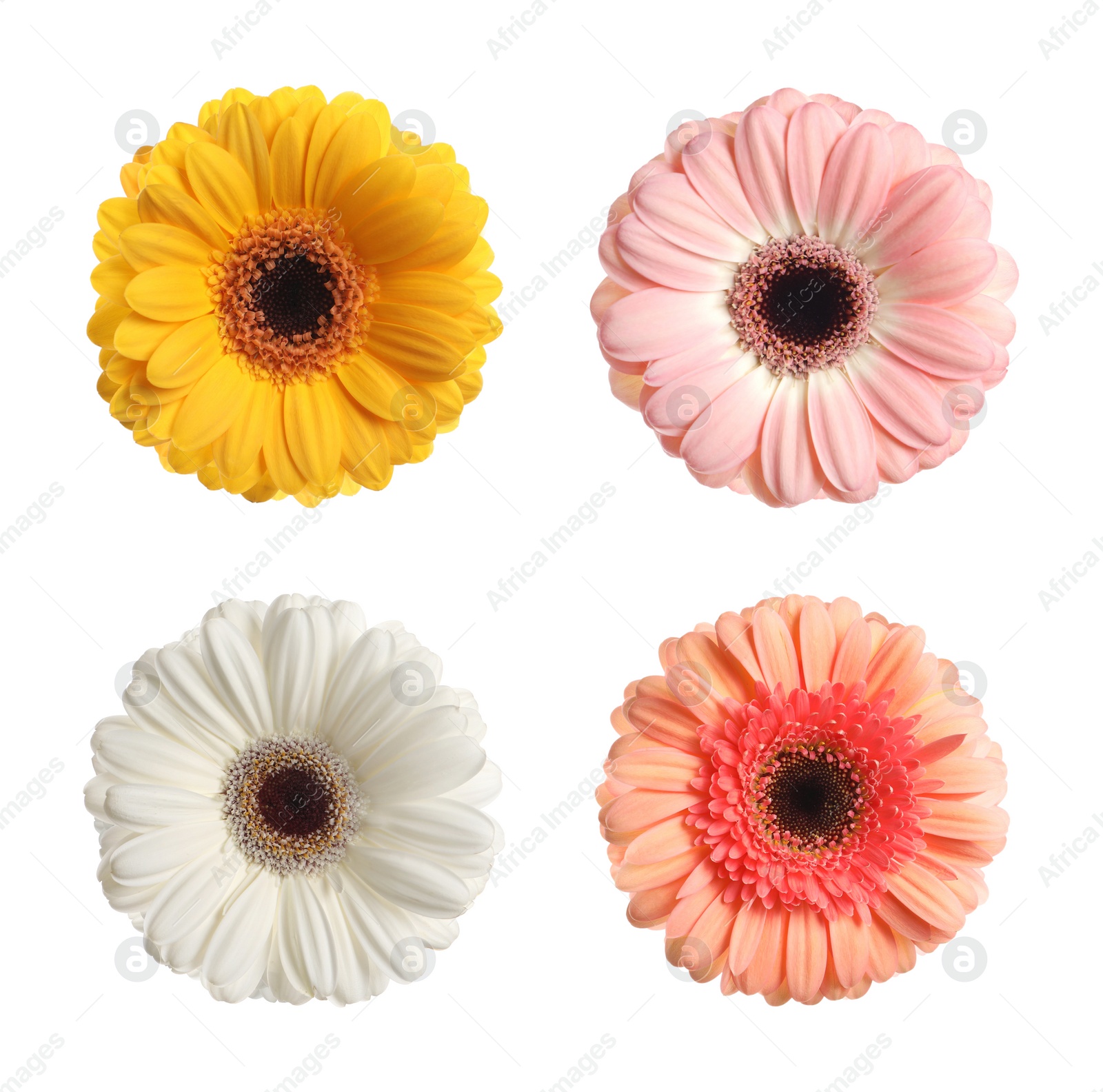 Image of Set with different beautiful gerbera flowers on white background