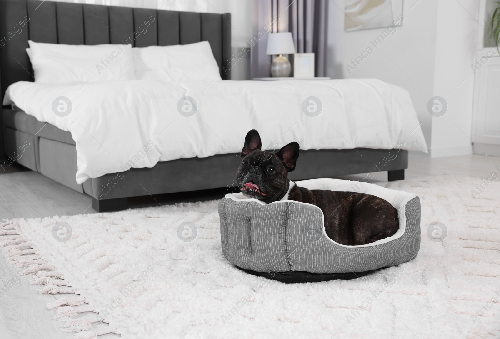 Photo of Adorable French Bulldog lying on dog bed indoors. Lovely pet