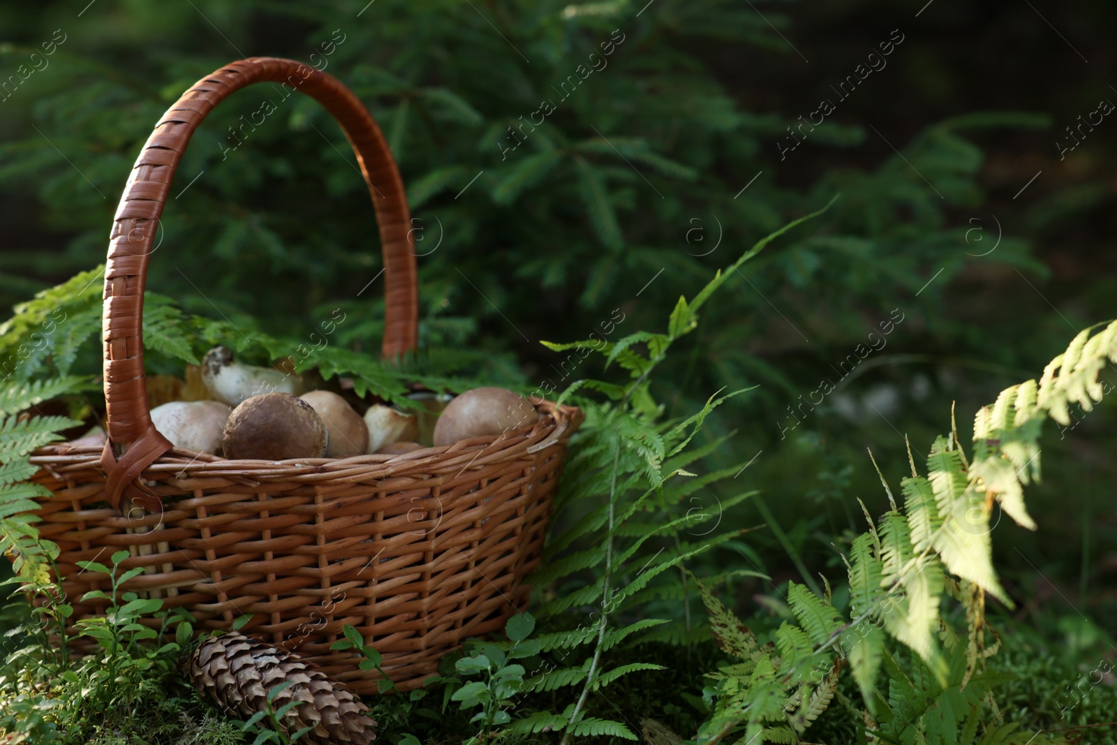 Photo of Basket full of fresh mushrooms in forest. Space for text