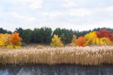 Image of View of dry reeds growing on lake bank near pine forest in autumn