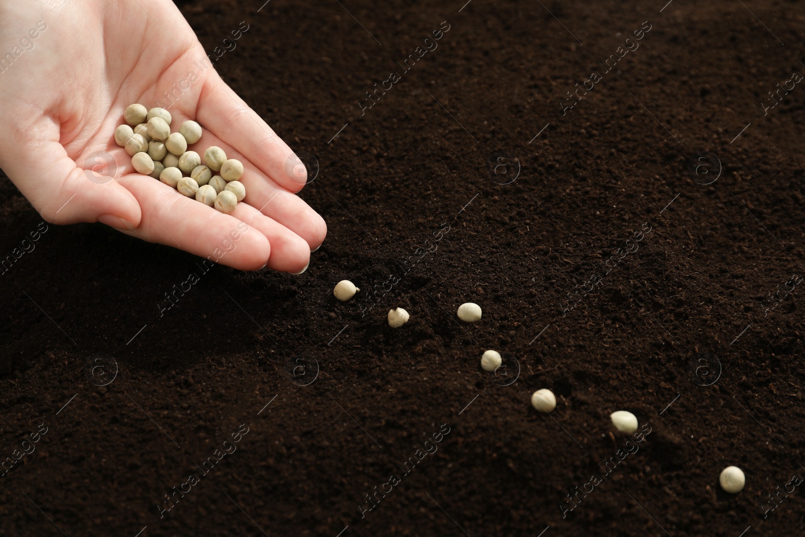 Photo of Woman planting soybeans into fertile soil, closeup. Vegetable seeds