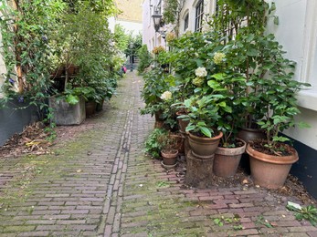 View of city street with many beautiful green plants