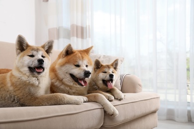 Photo of Adorable Akita Inu dog and puppies on sofa in living room