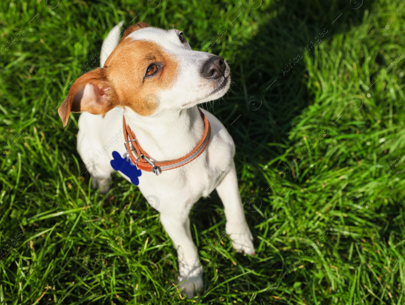 Photo of Beautiful Jack Russell Terrier in dog collar with metal tag on green grass outdoors