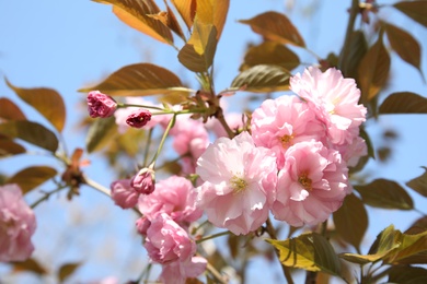 Photo of Closeup view of blooming spring tree against blue sky on sunny day. Space for text