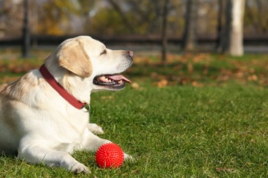 Yellow Labrador with ball lying in park on sunny day. Space for text
