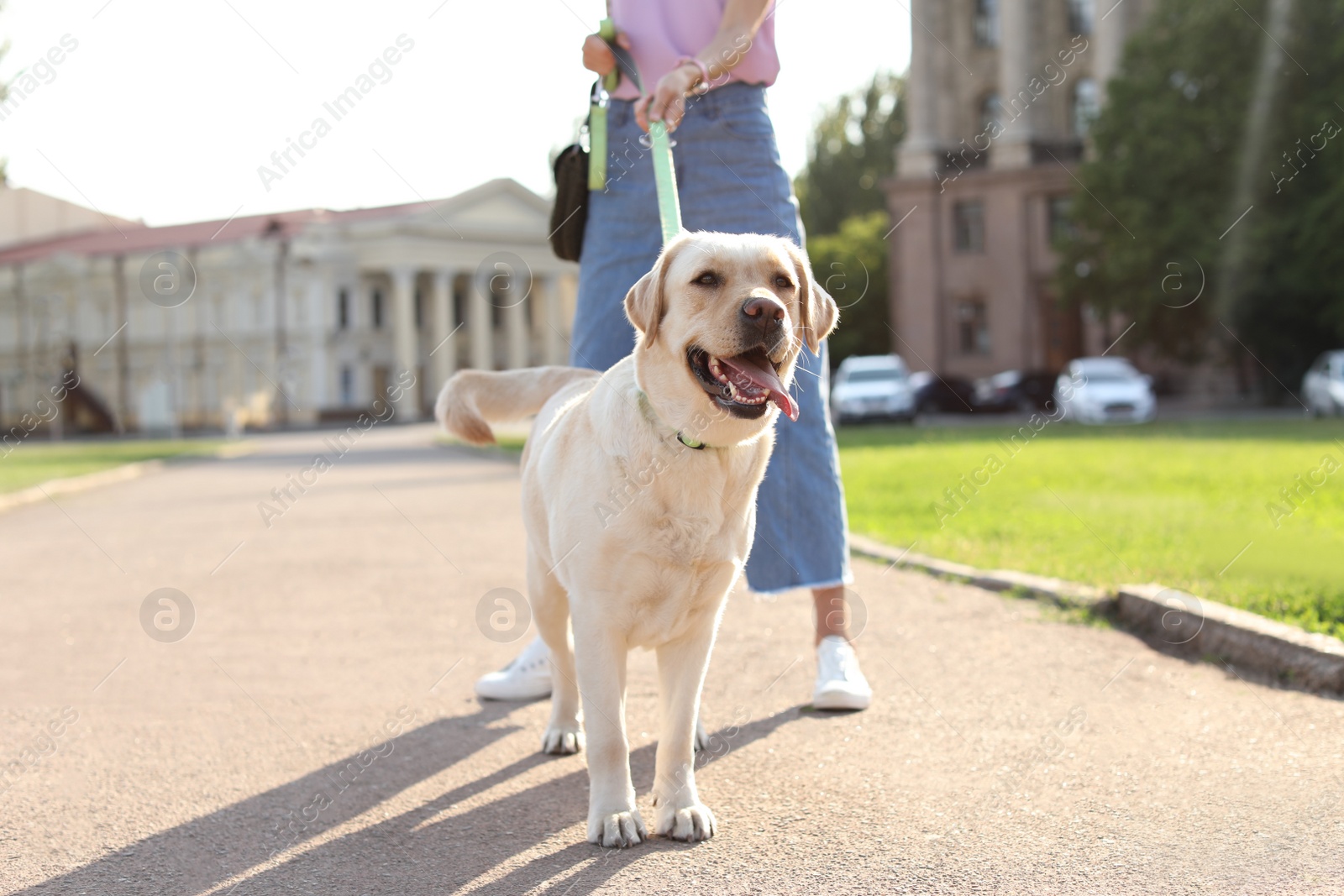 Photo of Owner walking her yellow labrador retriever outdoors