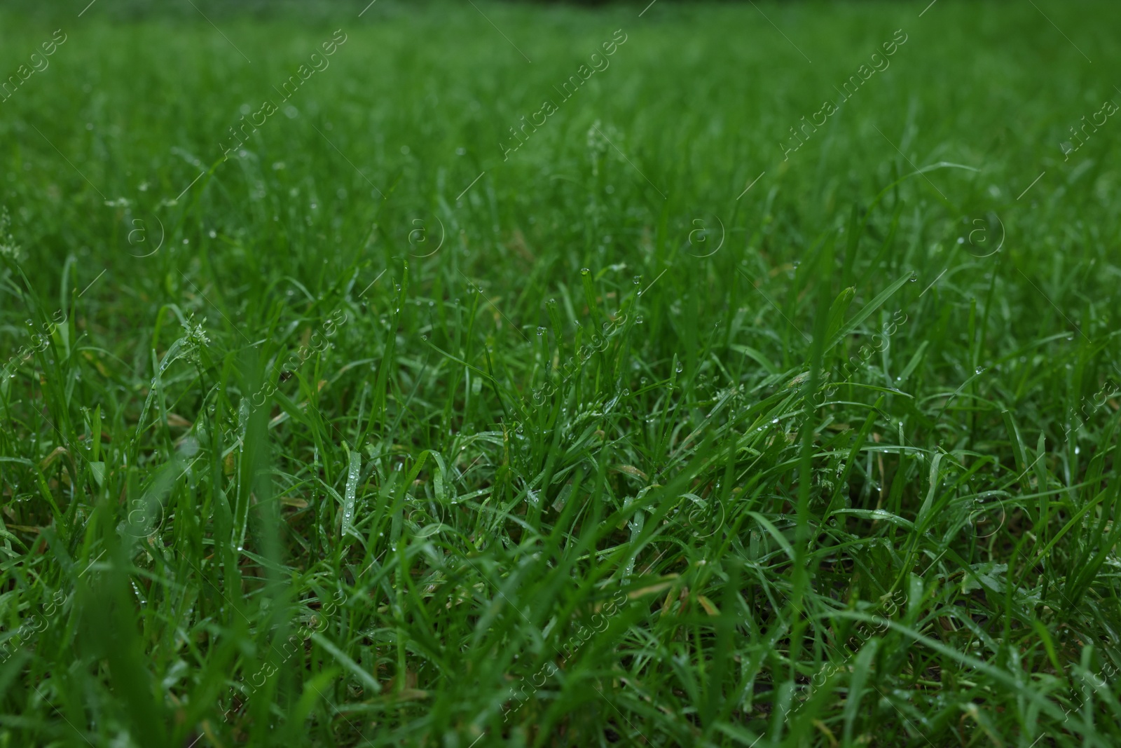 Photo of Fresh green grass with water drops growing outdoors in summer, closeup