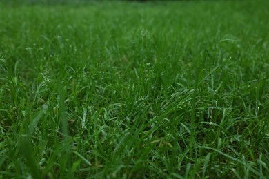 Fresh green grass with water drops growing outdoors in summer, closeup