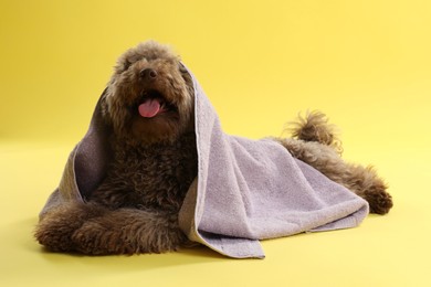 Cute Toy Poodle dog with towel on yellow background