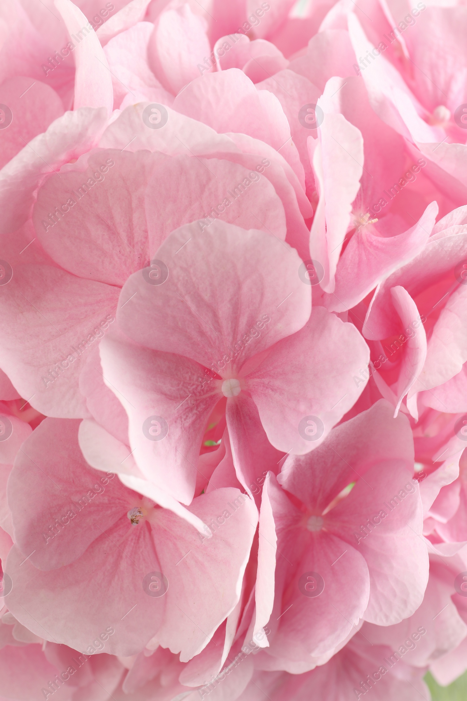 Photo of Beautiful pink hortensia flowers as background, closeup