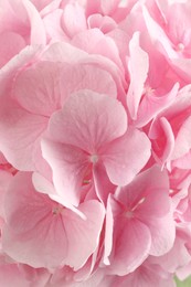 Beautiful pink hortensia flowers as background, closeup