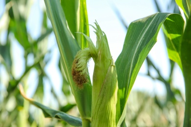 Ripe corn cob in field on sunny day, closeup