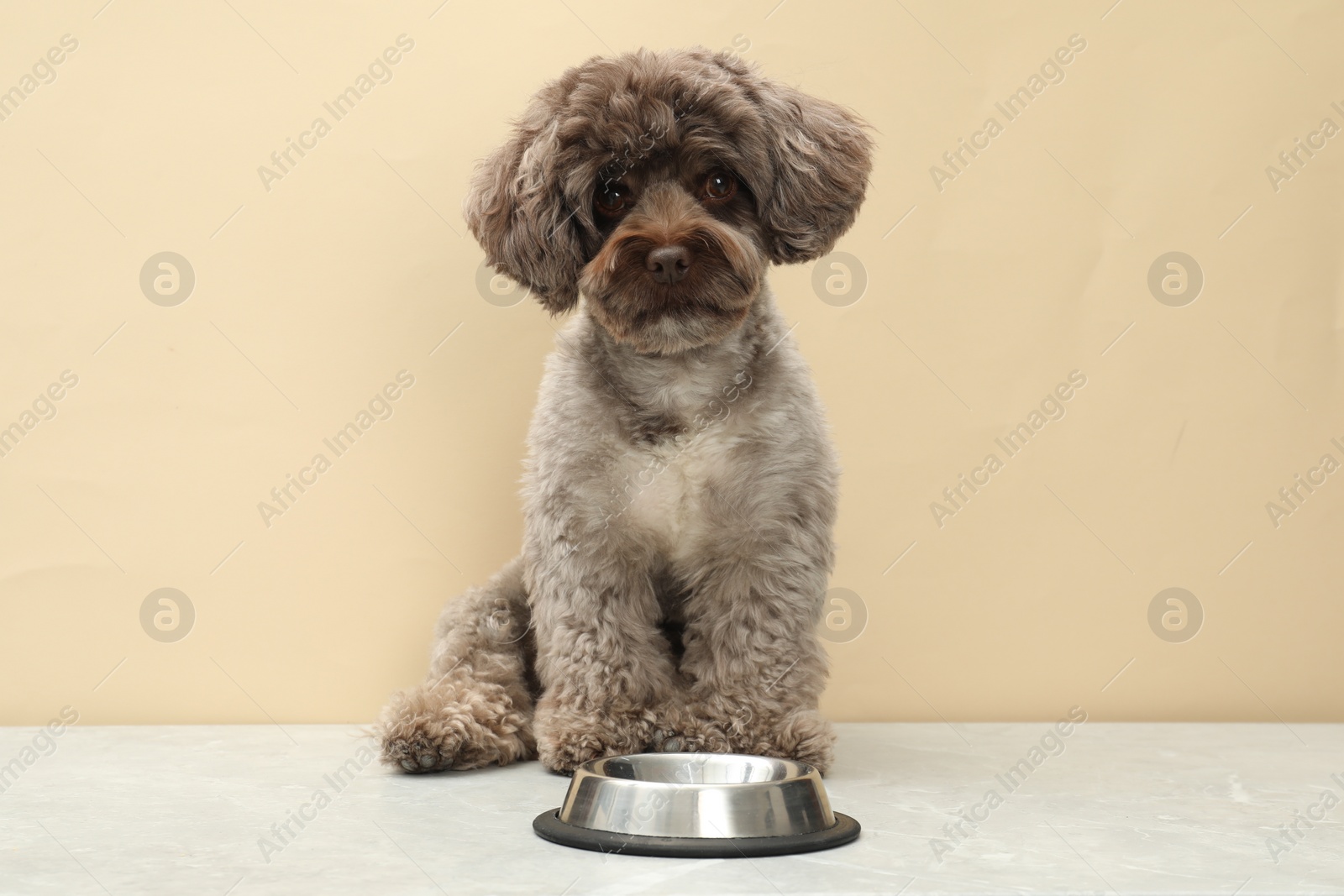 Photo of Cute Maltipoo dog and feeding bowl indoors. Lovely pet