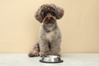 Photo of Cute Maltipoo dog and feeding bowl indoors. Lovely pet