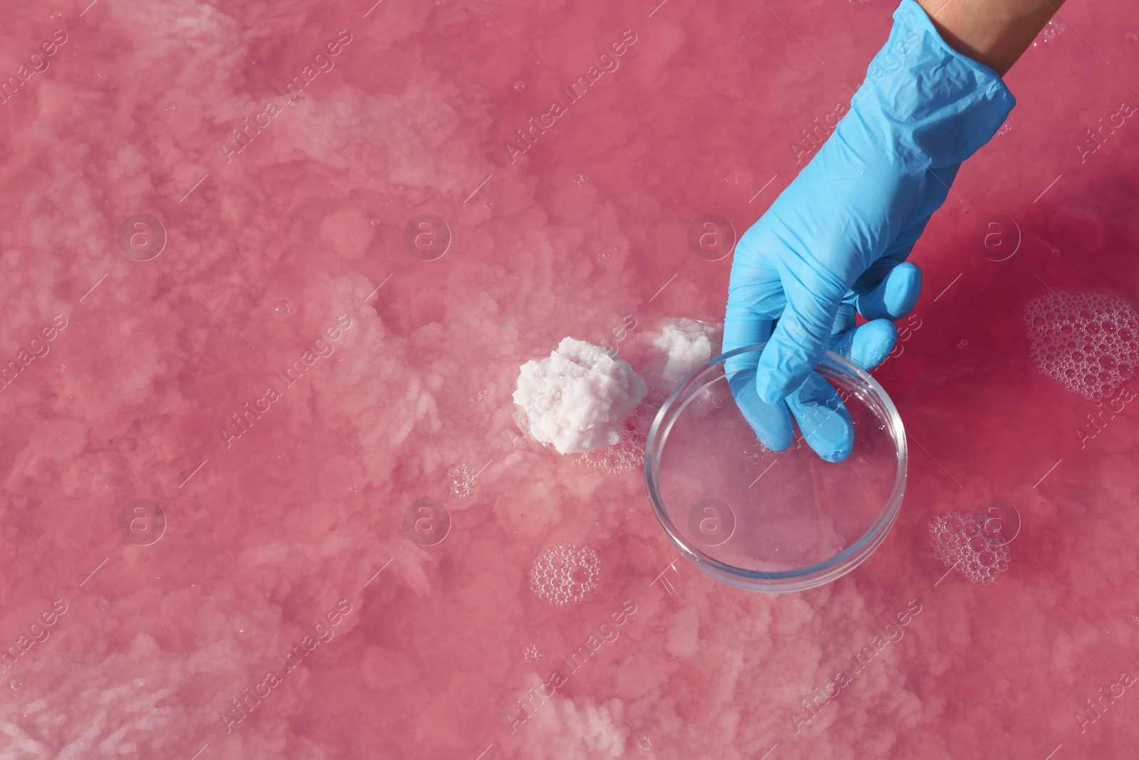 Photo of Laboratory worker with Petri dish taking sample from pink lake for analysis, closeup