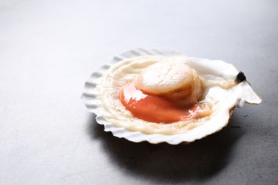 Photo of Fresh raw scallop in shell on grey table, closeup. Space for text