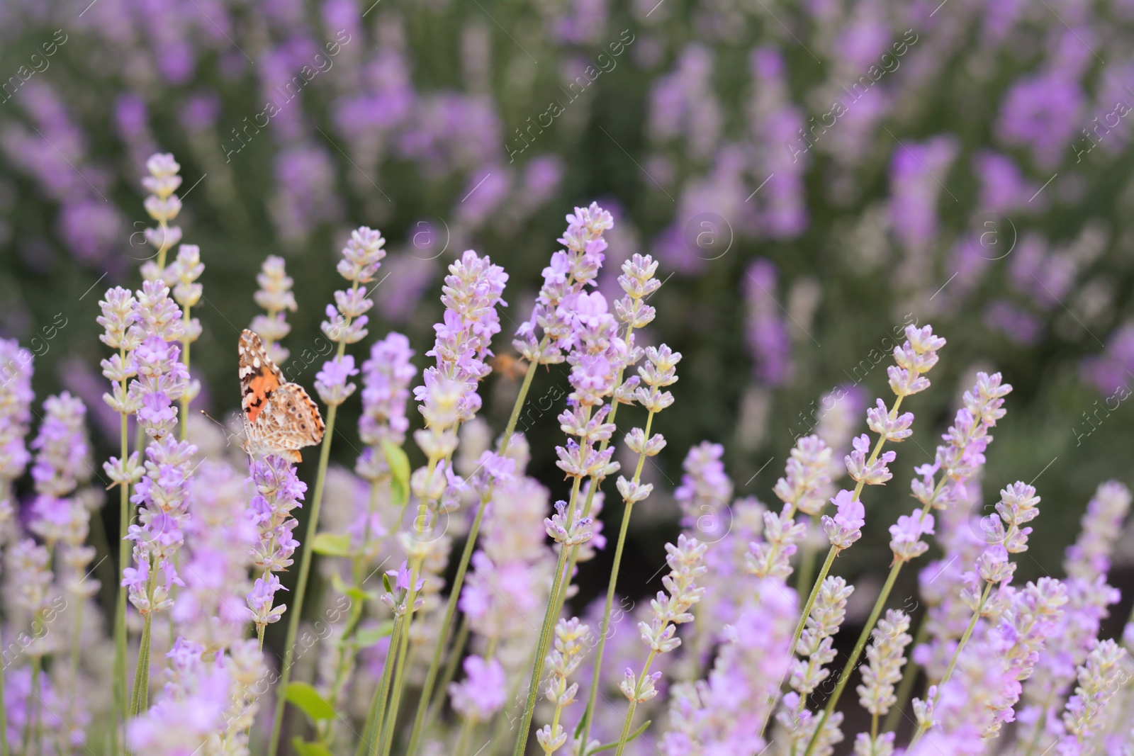 Photo of Beautiful lavender flowers growing in field, closeup