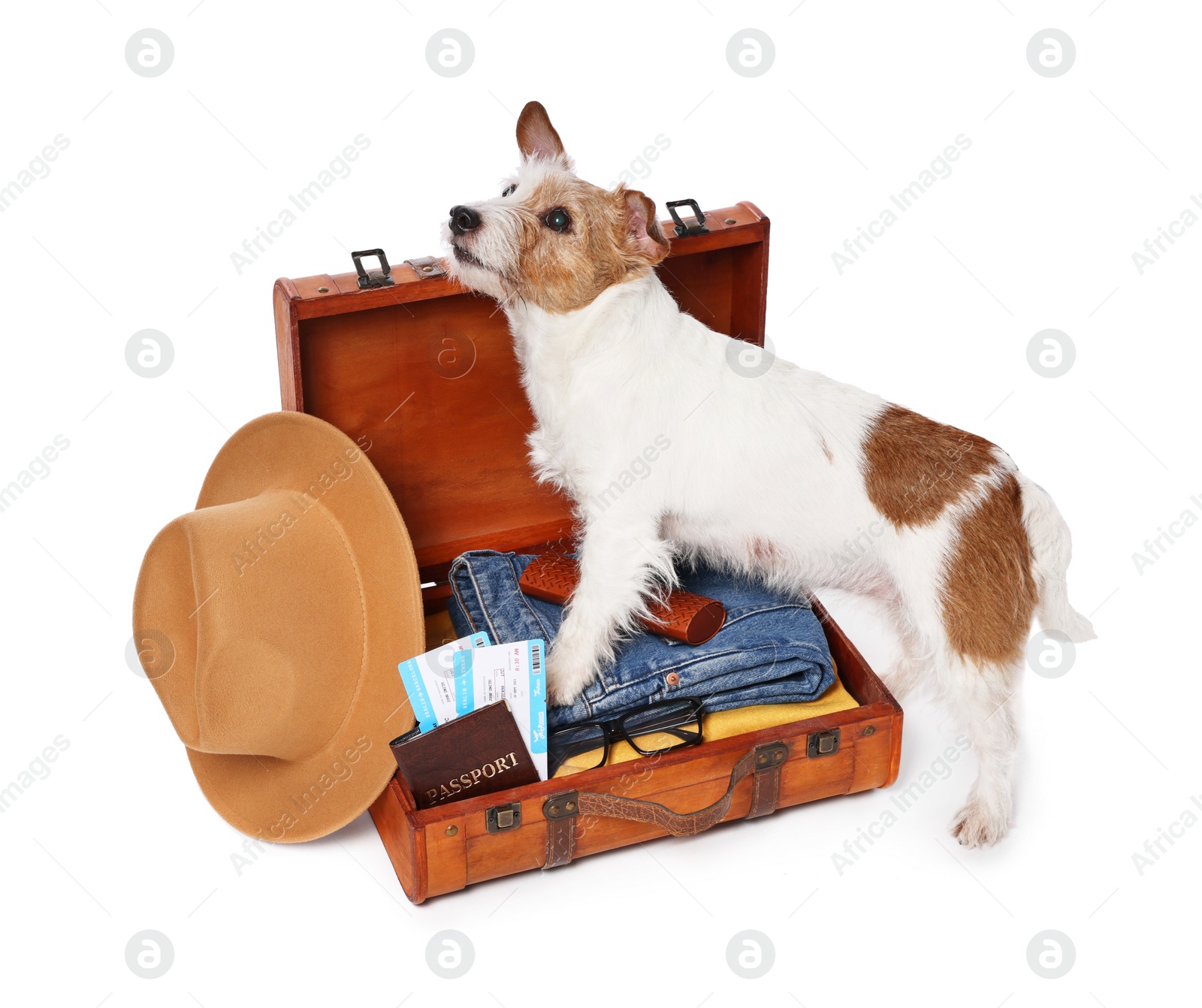 Photo of Travel with pet. Dog, clothes and suitcase on white background