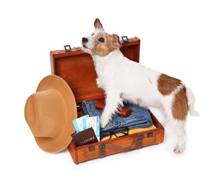 Travel with pet. Dog, clothes and suitcase on white background