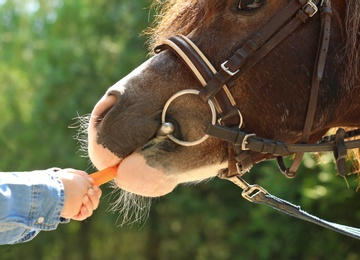 Photo of Little girl feeding her pony with carrot in green park, closeup