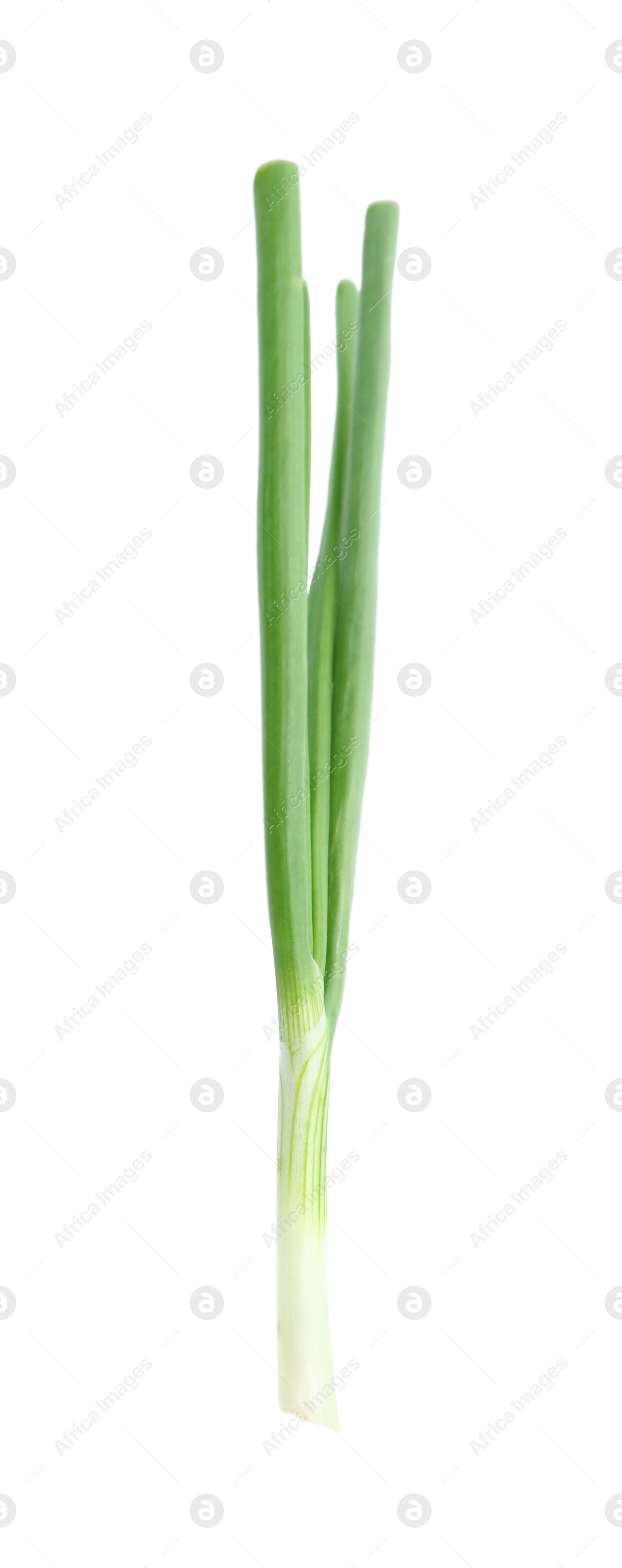 Photo of Fresh green spring onion isolated on white