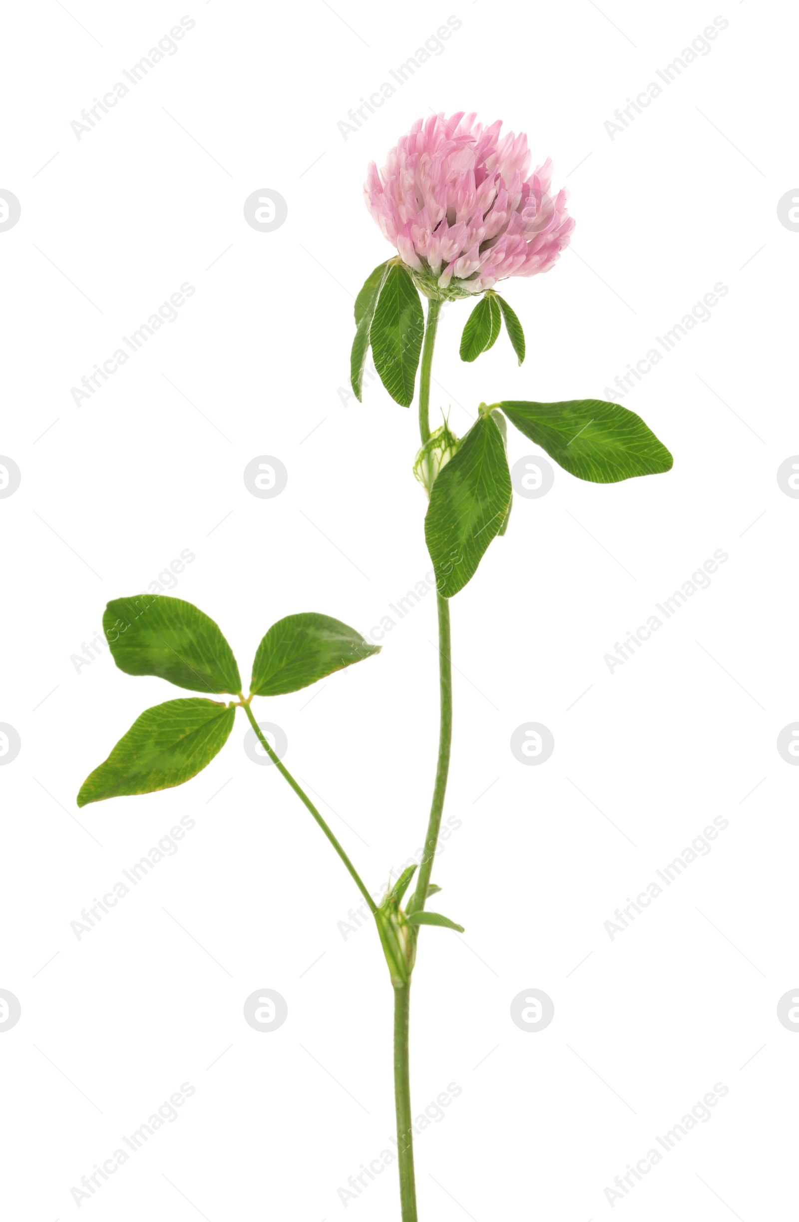 Photo of Beautiful blooming clover plant isolated on white