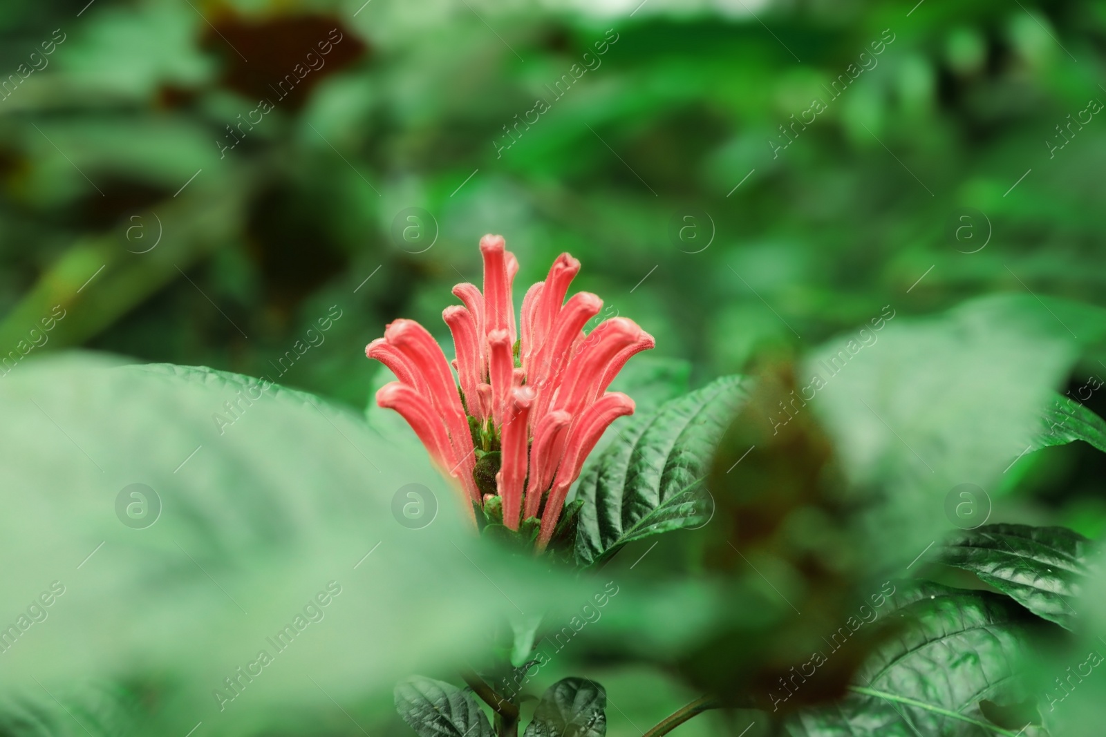 Photo of Beautiful tropical plant green leaves and bright flower on blurred background, closeup