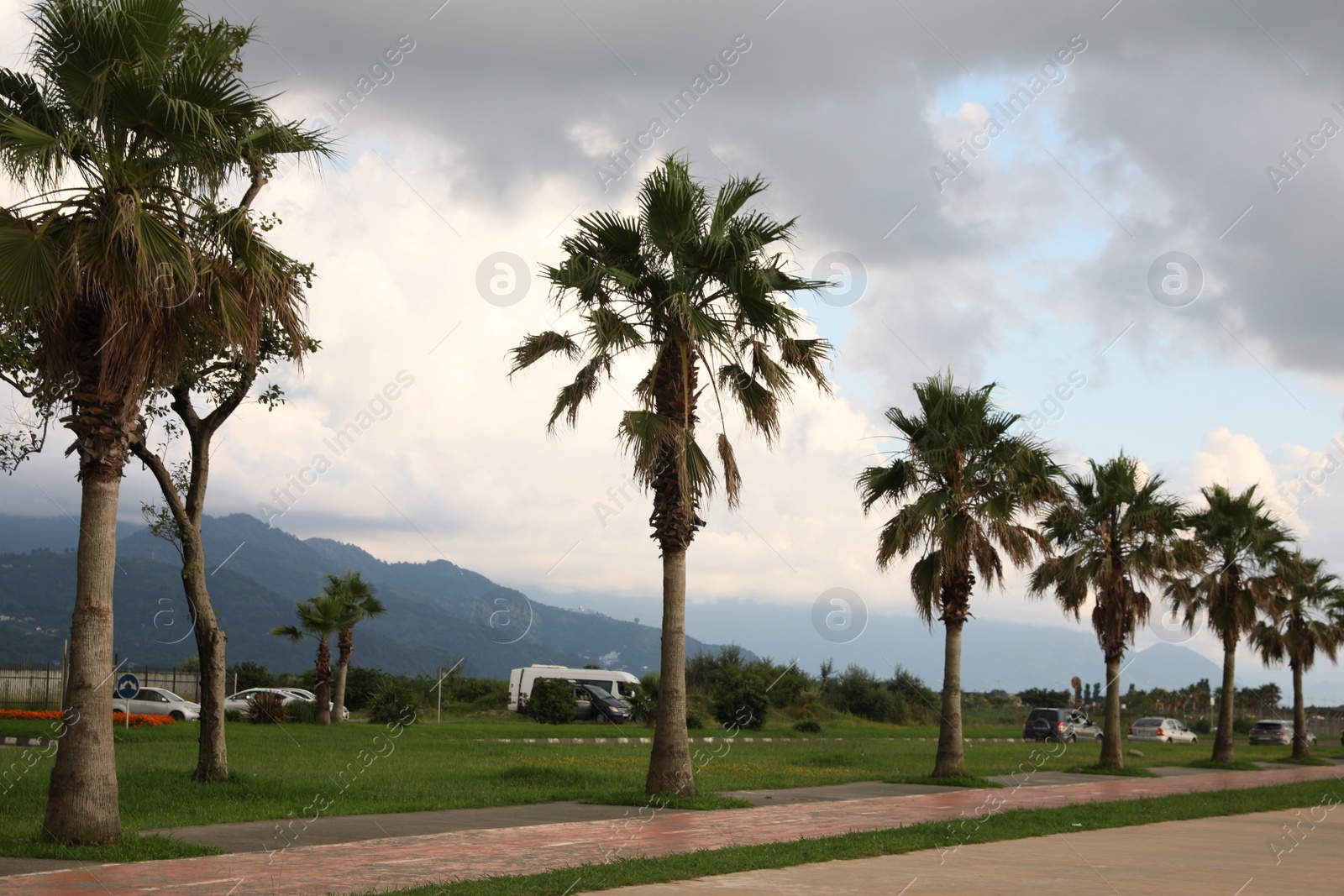 Photo of Beautiful palm trees growing outdoors on cloudy day