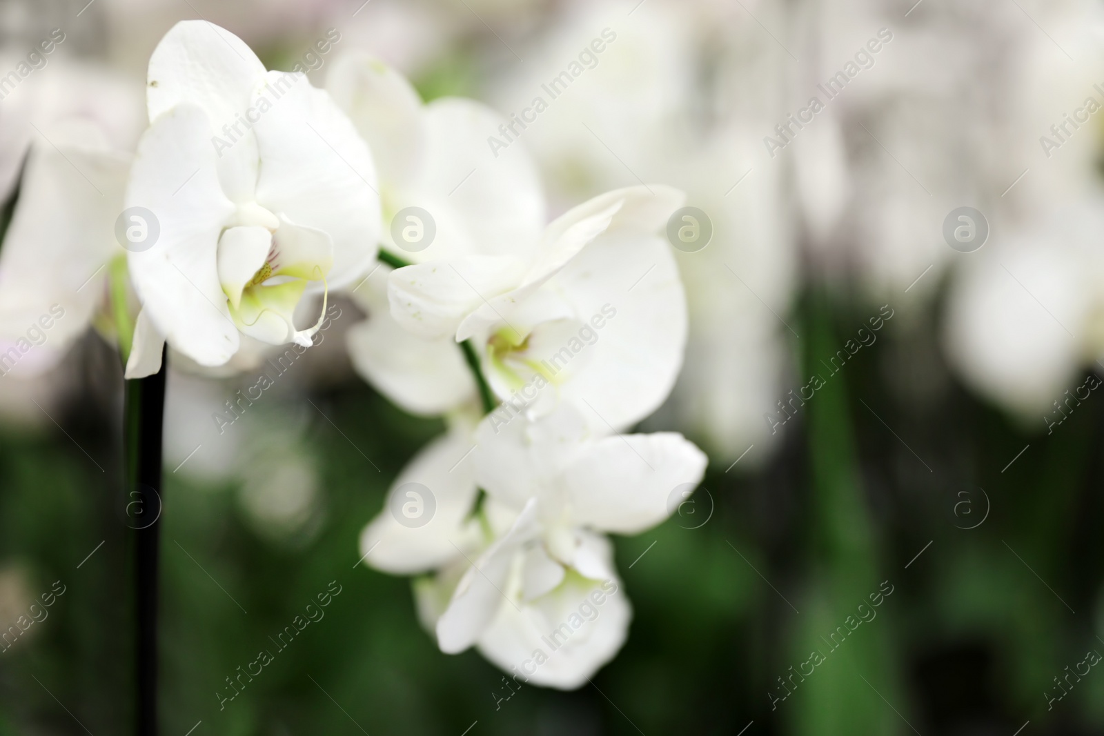 Photo of Beautiful blooming tropical orchid on blurred background, closeup. Space for text