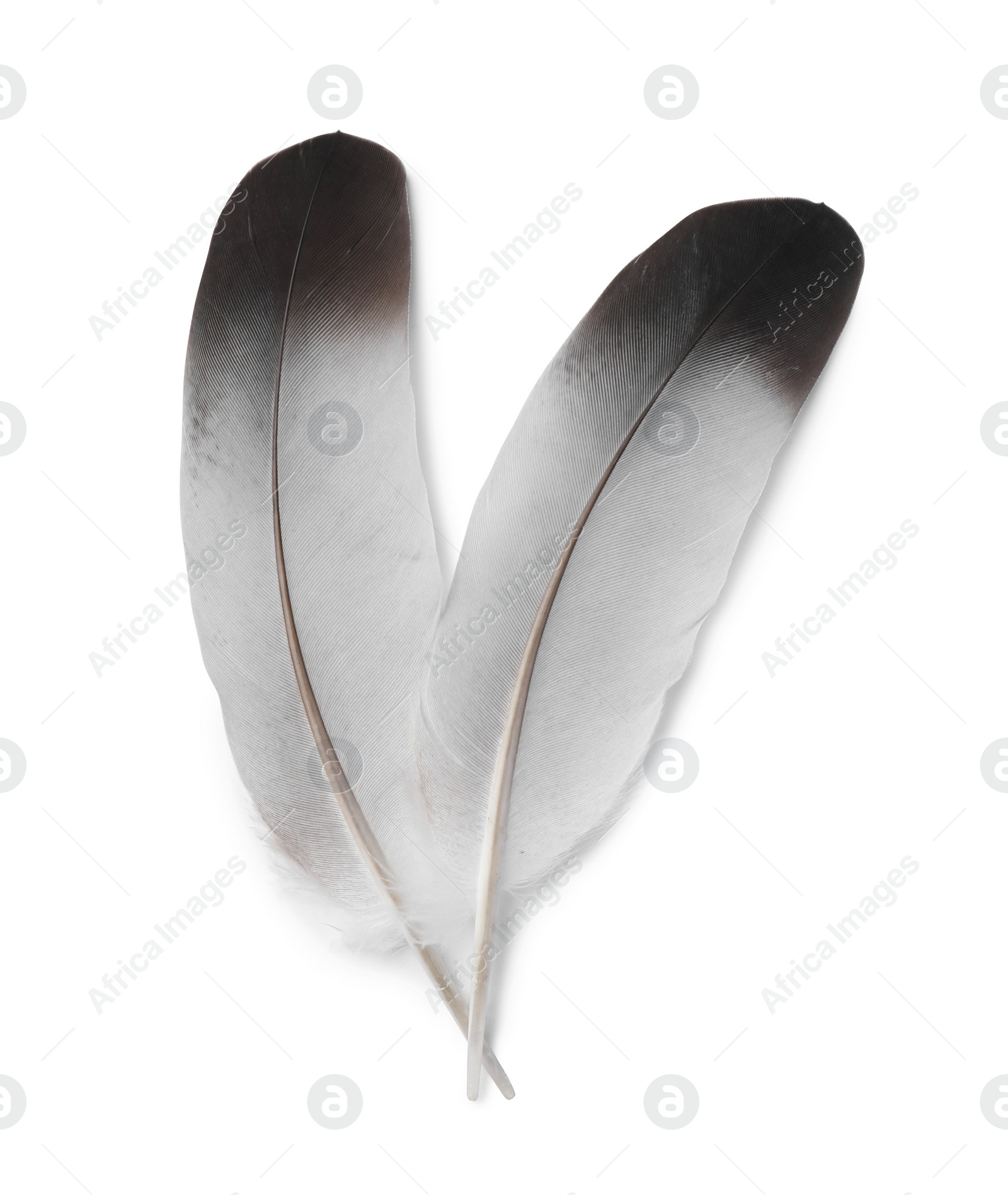 Photo of Beautiful bird feathers isolated on white, top view