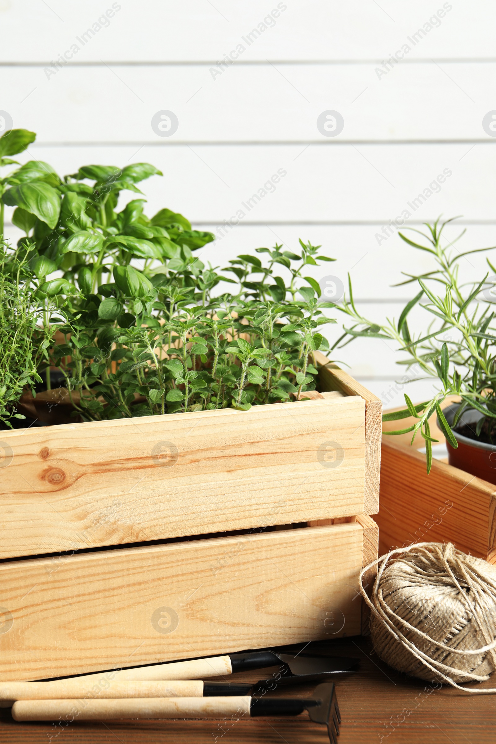 Photo of Crate with different potted herbs and gardening tools on wooden table, closeup