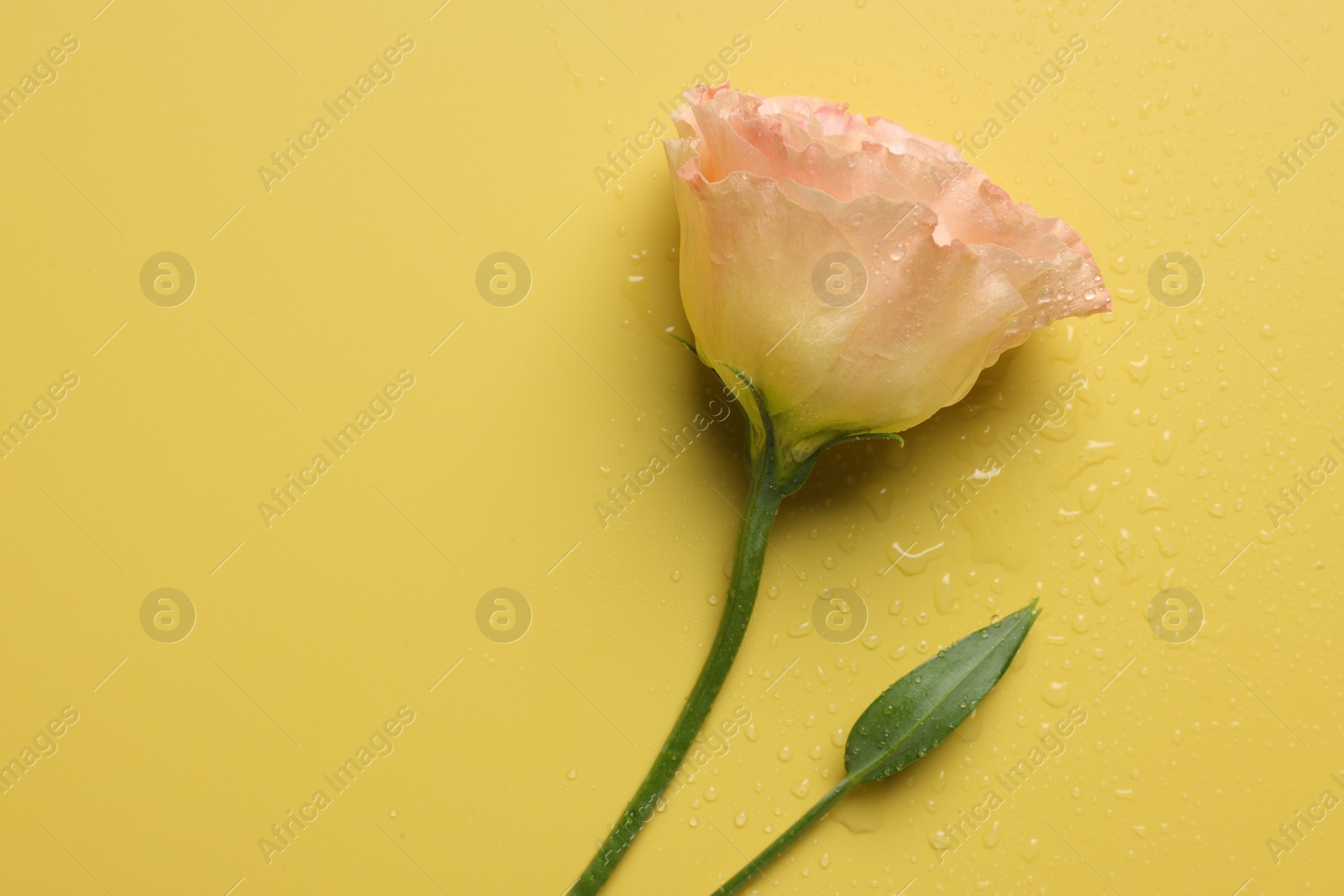 Photo of Beautiful eustoma flower with water drops on yellow background, top view. Space for text