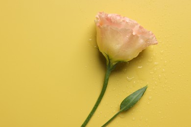 Beautiful eustoma flower with water drops on yellow background, top view. Space for text