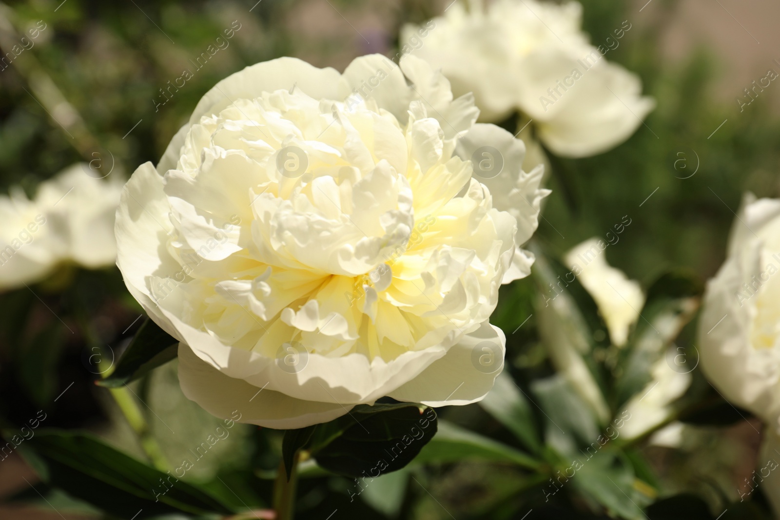 Photo of Closeup view of blooming white peony bush outdoors