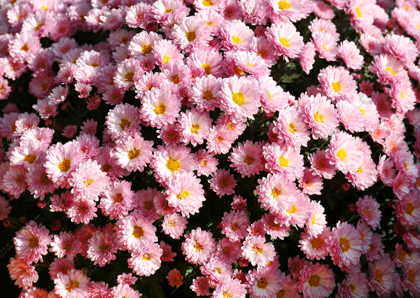 Photo of Beautiful fresh bouquet of colorful chrysanthemum flowers