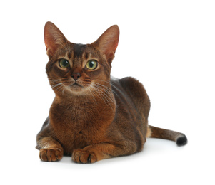 Photo of Beautiful Abyssinian cat on white background. Lovely pet