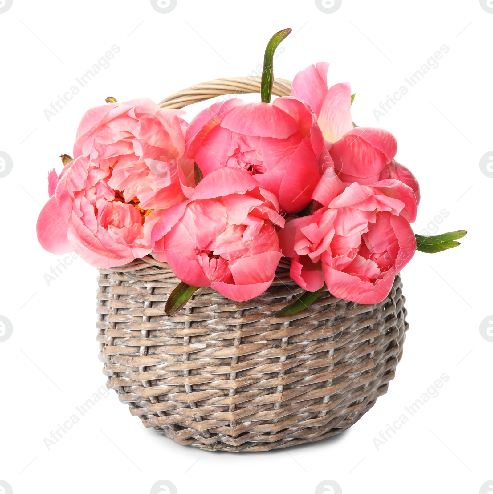 Photo of Wicker basket with beautiful pink peonies on white background